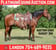 Horse ad