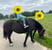 Horse ad