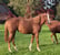 Horse ad