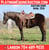 Horse ad