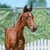 Horse ad