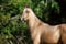 Horse ad