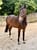 Annuncio cavallo