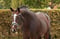 Horse ad