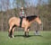 Horse ad