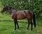 Annonce cheval