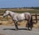 Horse ad