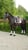 Horse ad