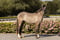 Anuncio de caballos