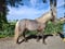 Horse ad