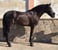 Horse ad