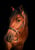 Horse ad