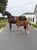 Annuncio cavallo