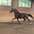Annonce cheval
