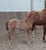Annuncio cavallo