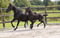Annuncio cavallo