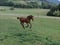 Horse ad