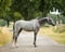 Horse ad