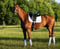 Annuncio cavallo