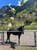 Anuncio de caballos