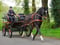 Horse ad
