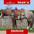 Horse ad