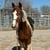 Annonce cheval