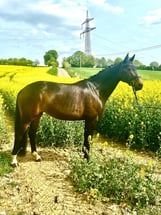 Top Horse Dressage THD