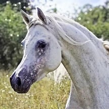 Al Chadim Arabians