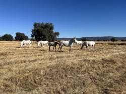 Yeguada Robledillo