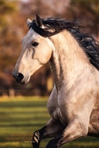 Spanische Traumpferde Beate Häckel