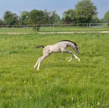 Oeltjen Horses