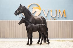 Novum Mane Lux