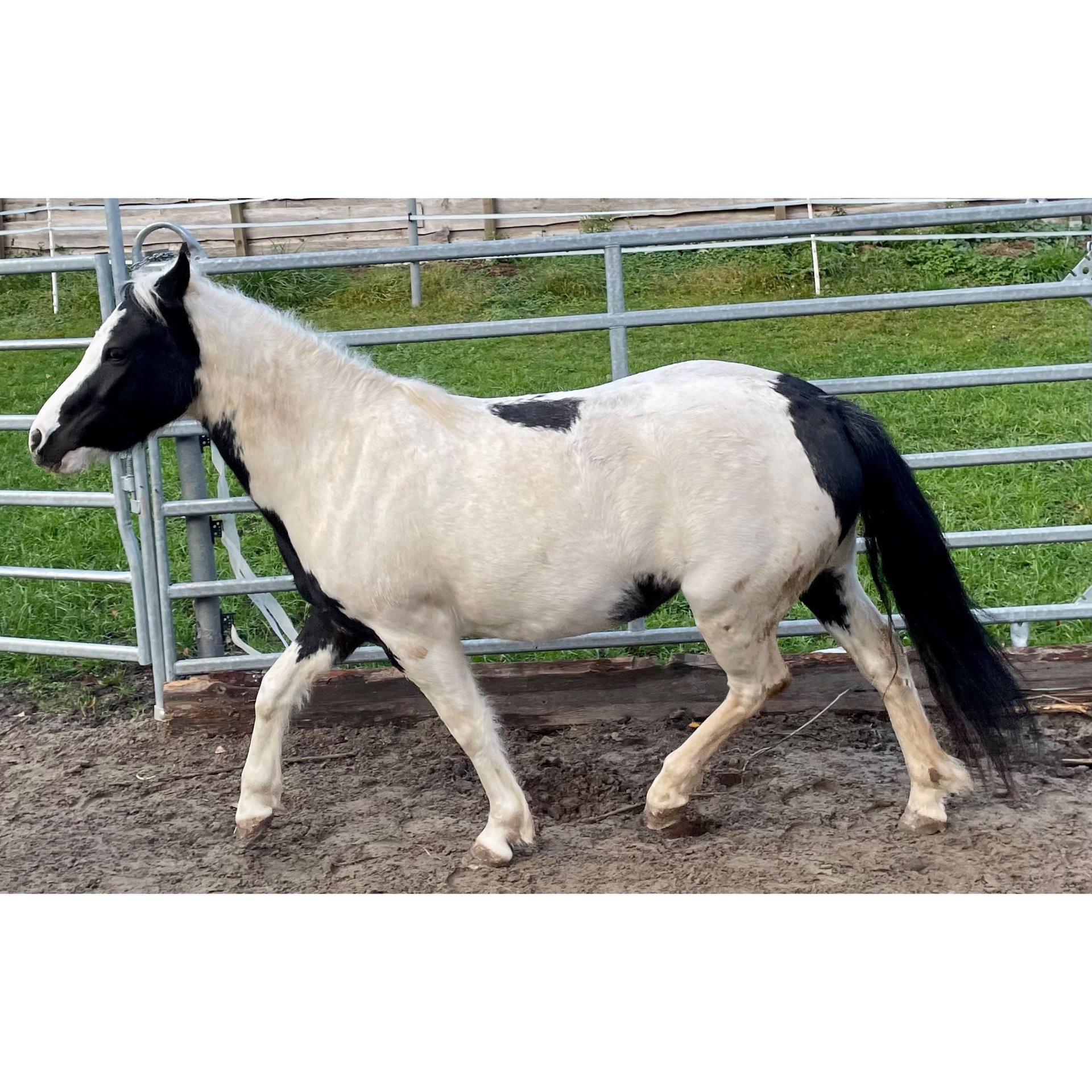 Deutsches Reitpony Stute 4 Jahre 125 Cm Schecke In Grindel