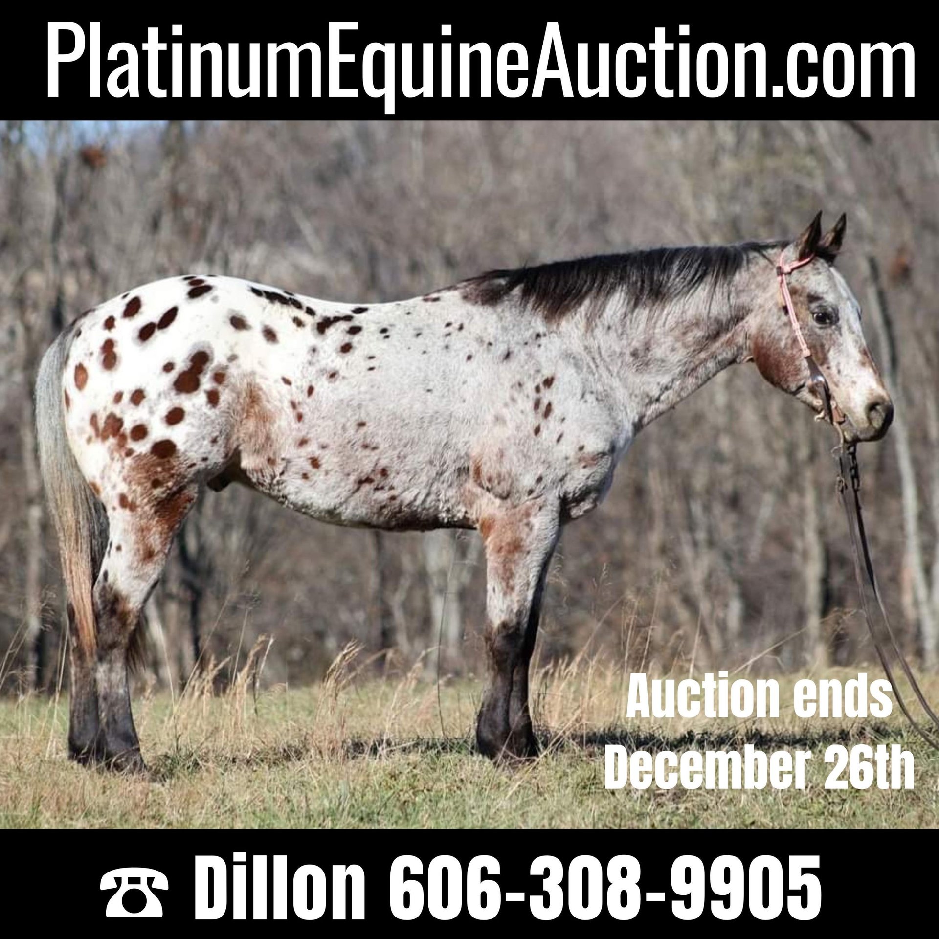 Appaloosa Gelding 13 years Bay in Brodhead KY