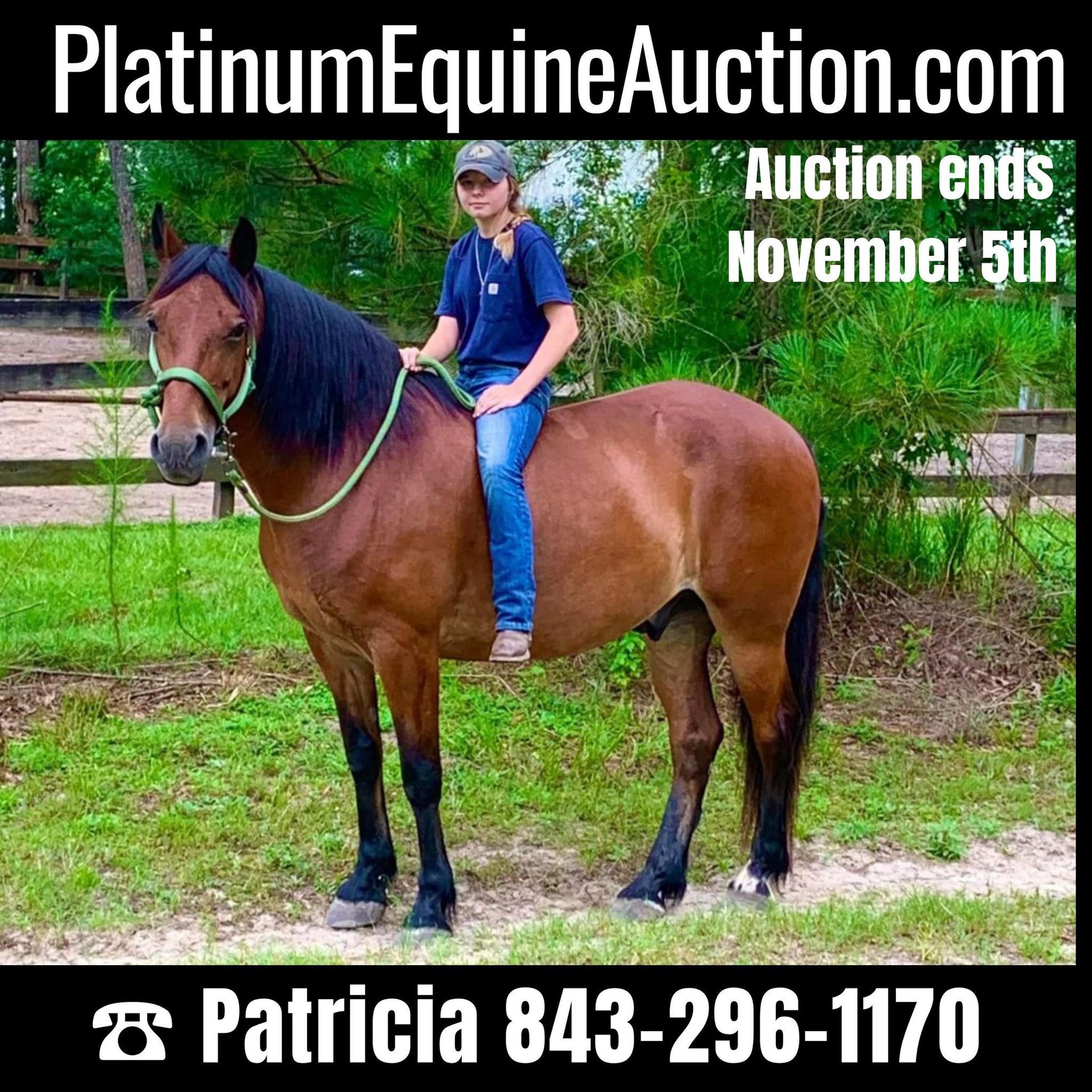 Friesian horses Gelding 12 years Bay in Summerville SC