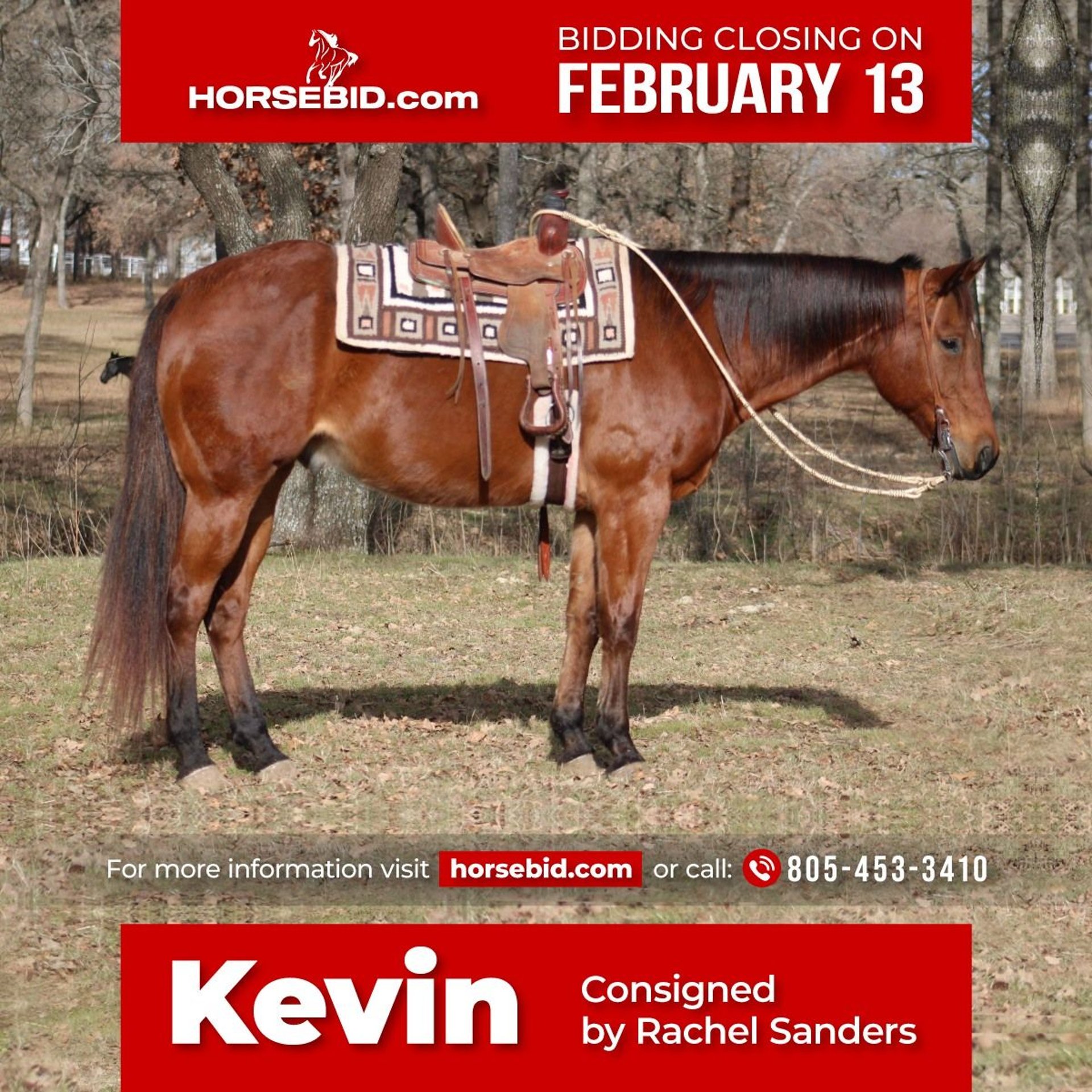 American Quarter Horse Mix Gelding 11 years Bay in Fort Worth, TX