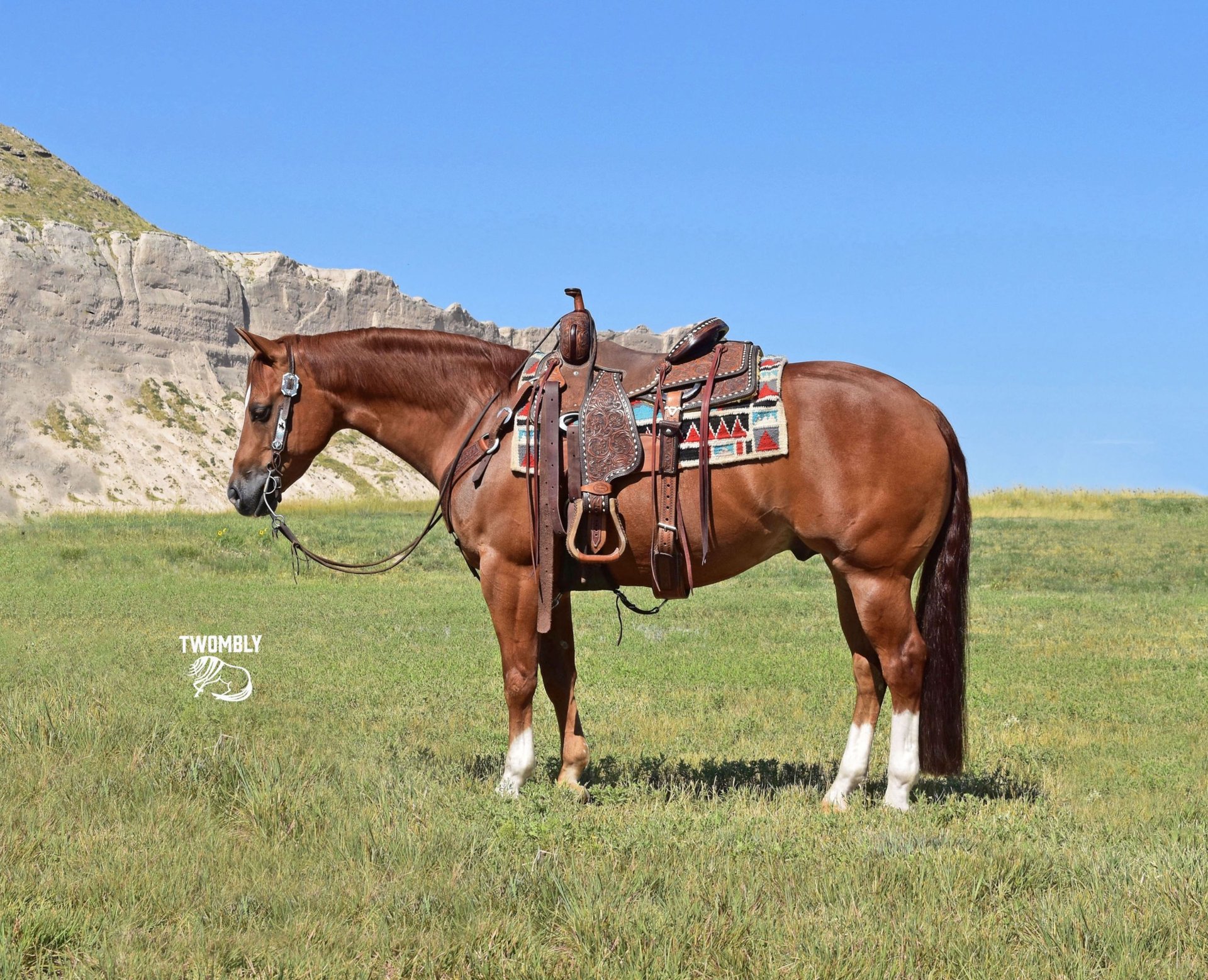 American Quarter Horse Wallach 9 Jahre 142 cm Rotfuchs in Bayard, Nebraska