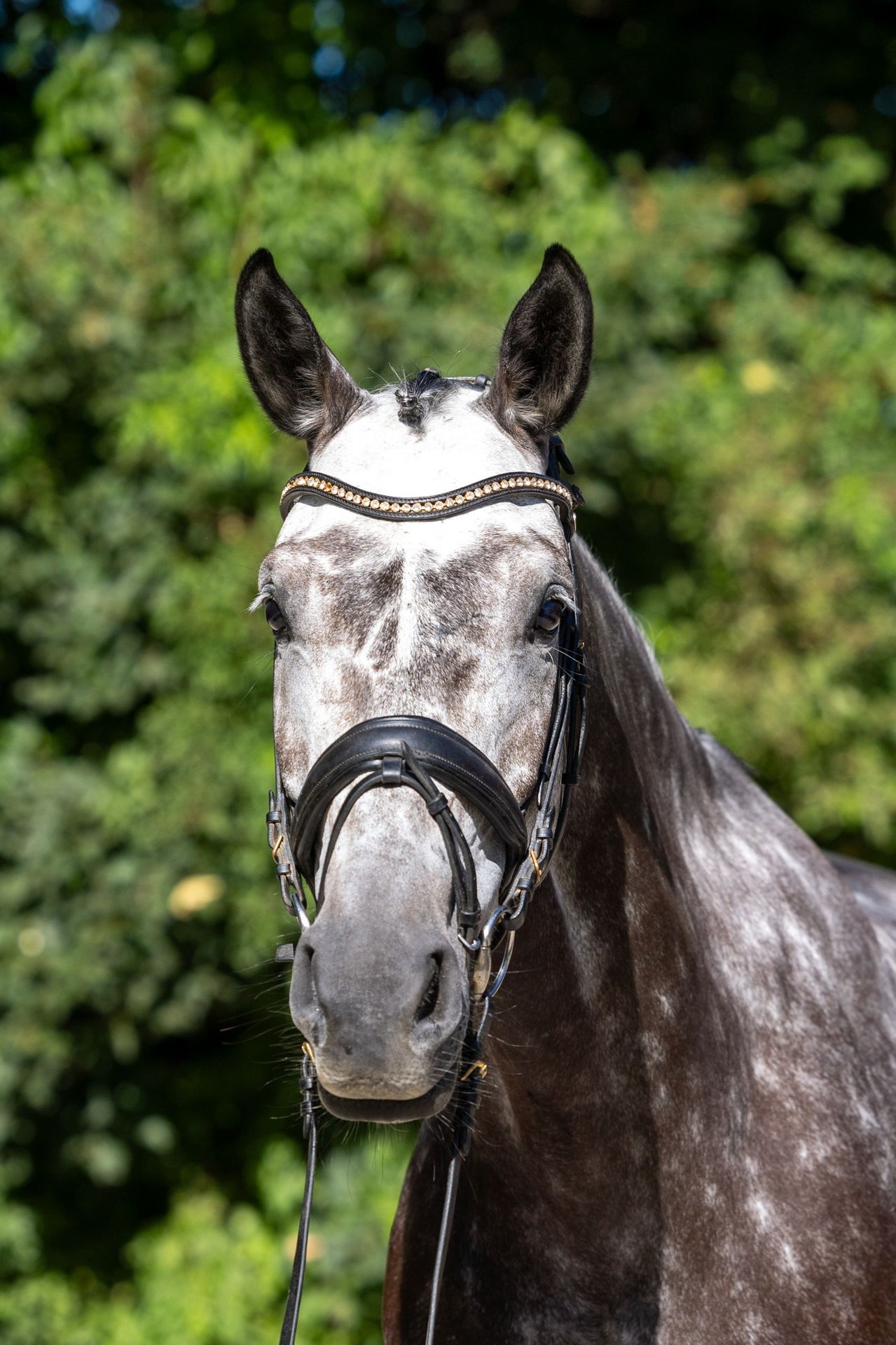 Oldenburg-International (OS) Mare 7 years 16.1 hh Grey-Dapple in