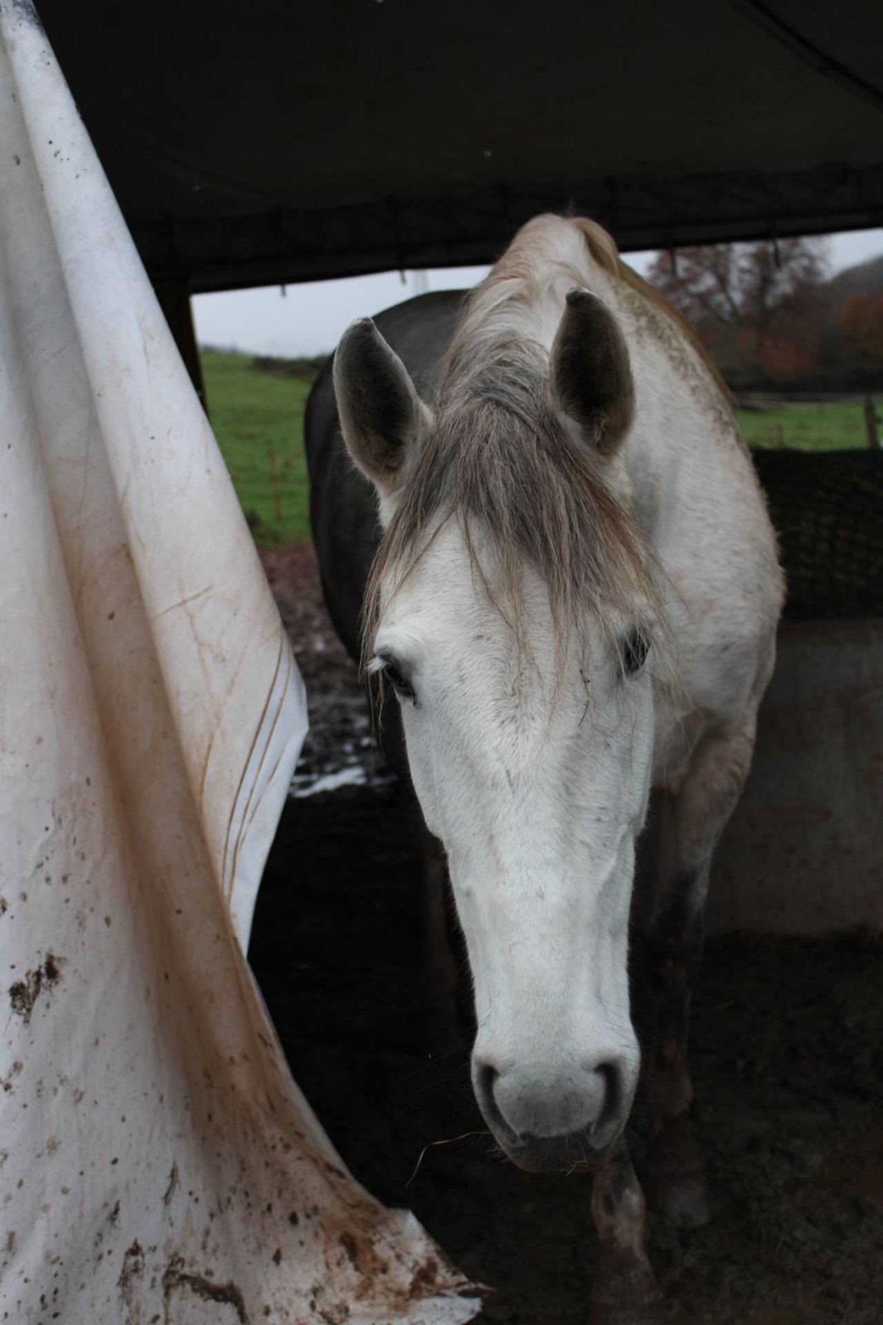 Andalusian Mix Mare 9 Years 16 Hh In Bedesbach