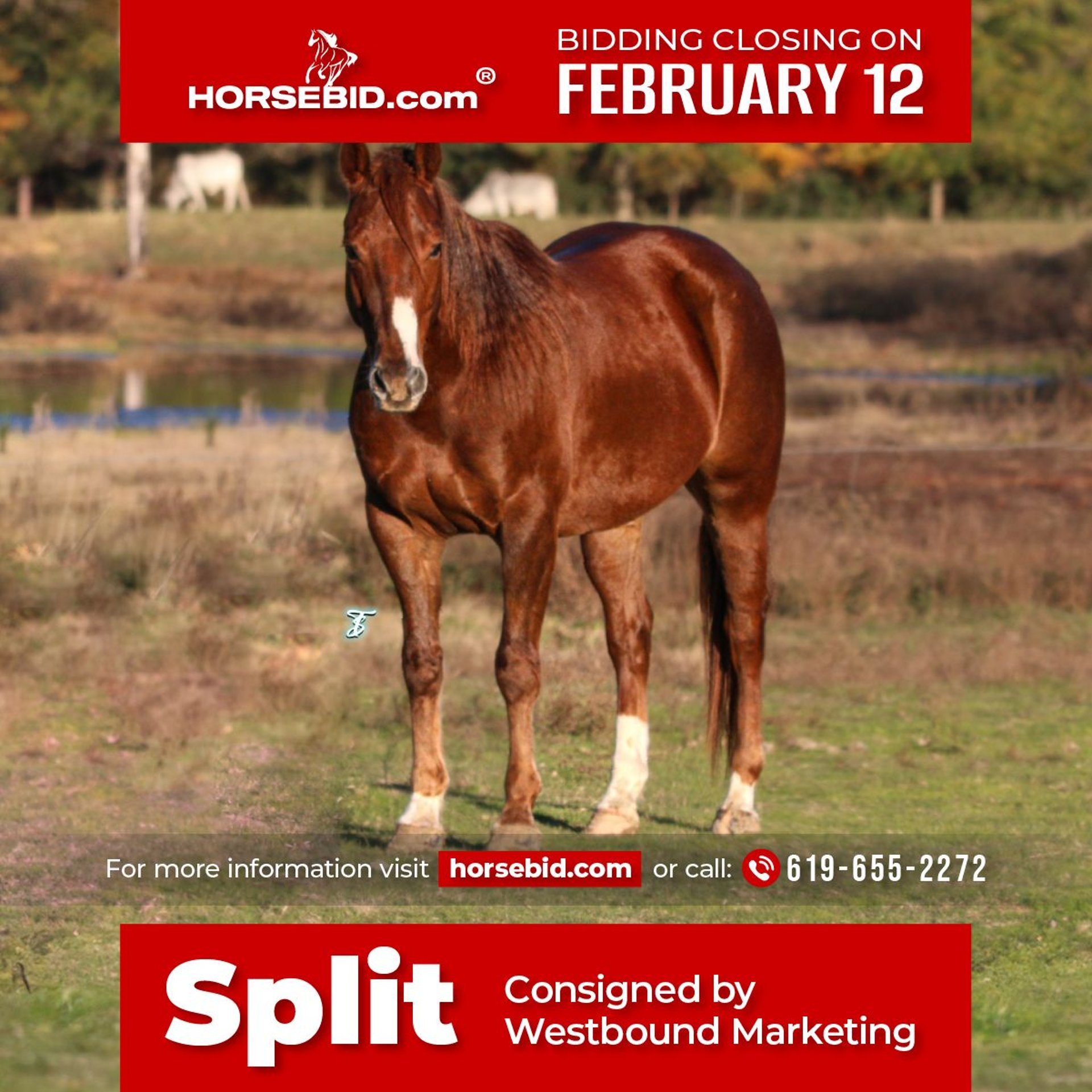 American Quarter Horse Wallach 7 Jahre 150 cm Dunkelfuchs in Carthage