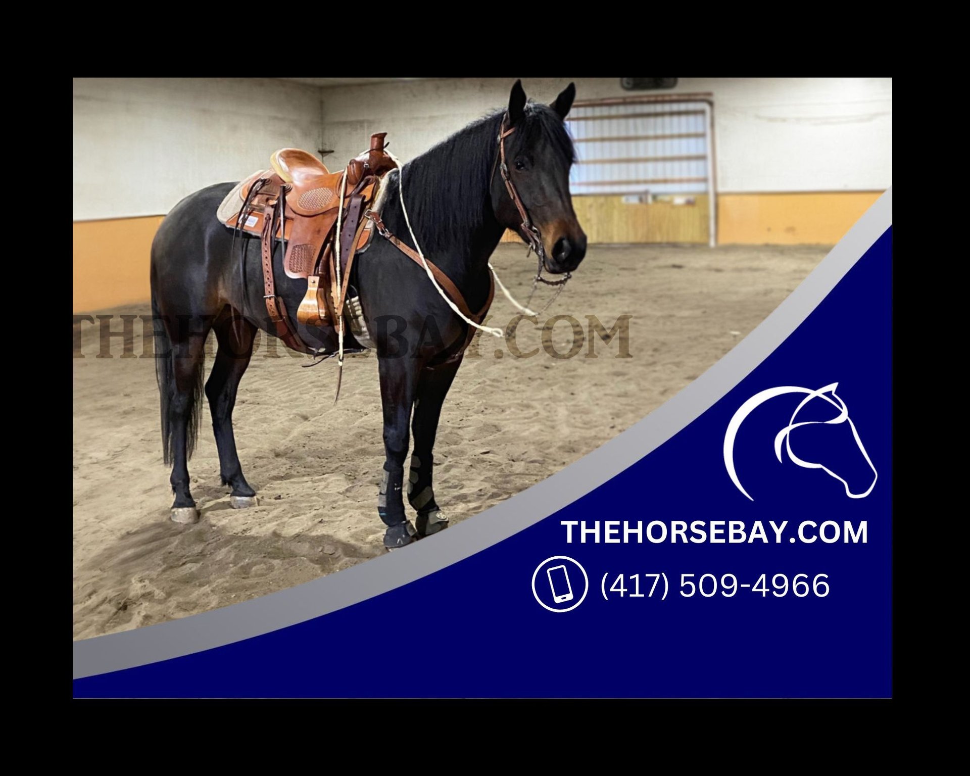 American Quarter Horse Mix Mare 4 years 16,1 hh BayDark in Fraziers