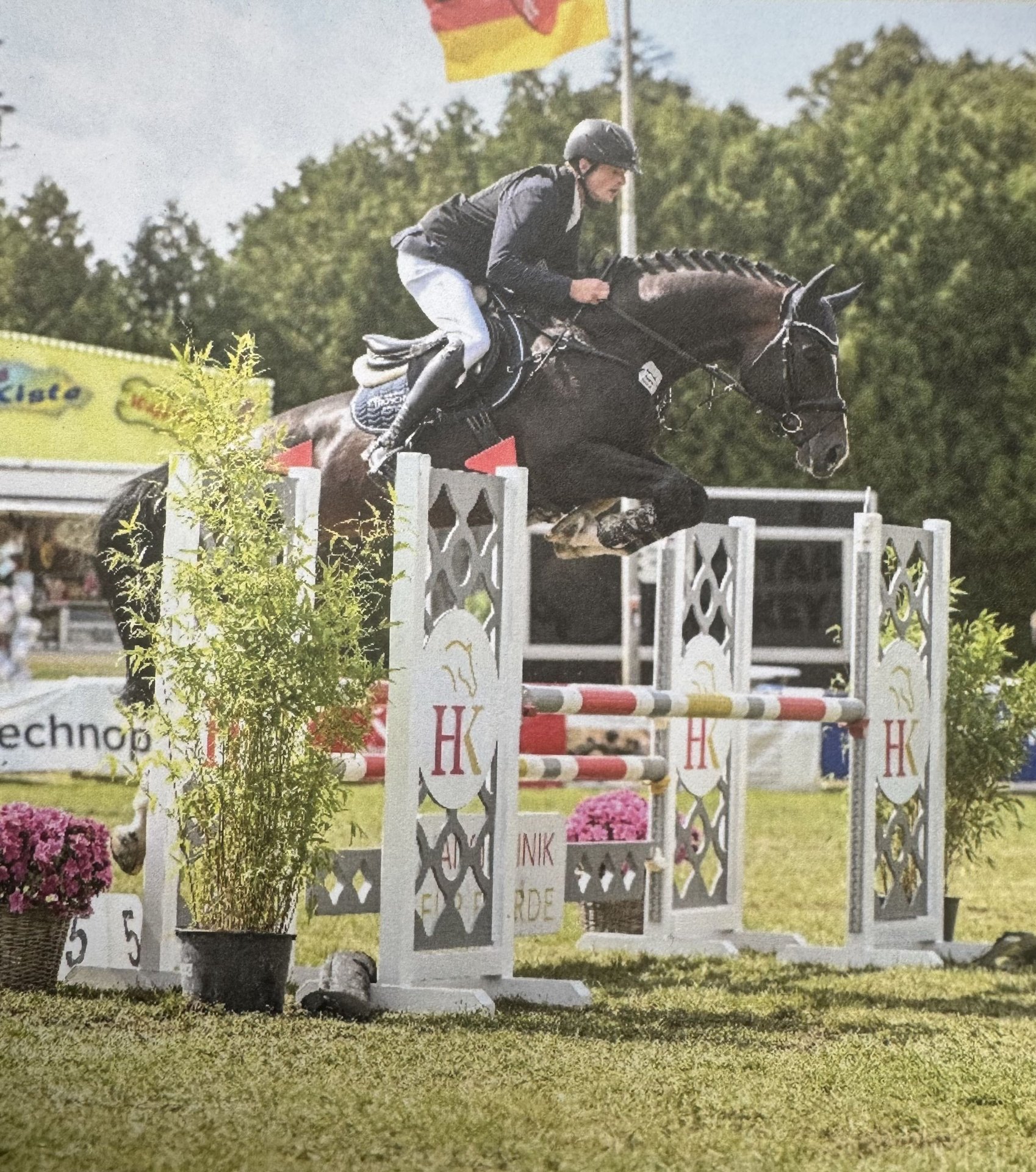 Cafe's Don Rubin Oldenburg Stallion Bay-Dark in Bramsche