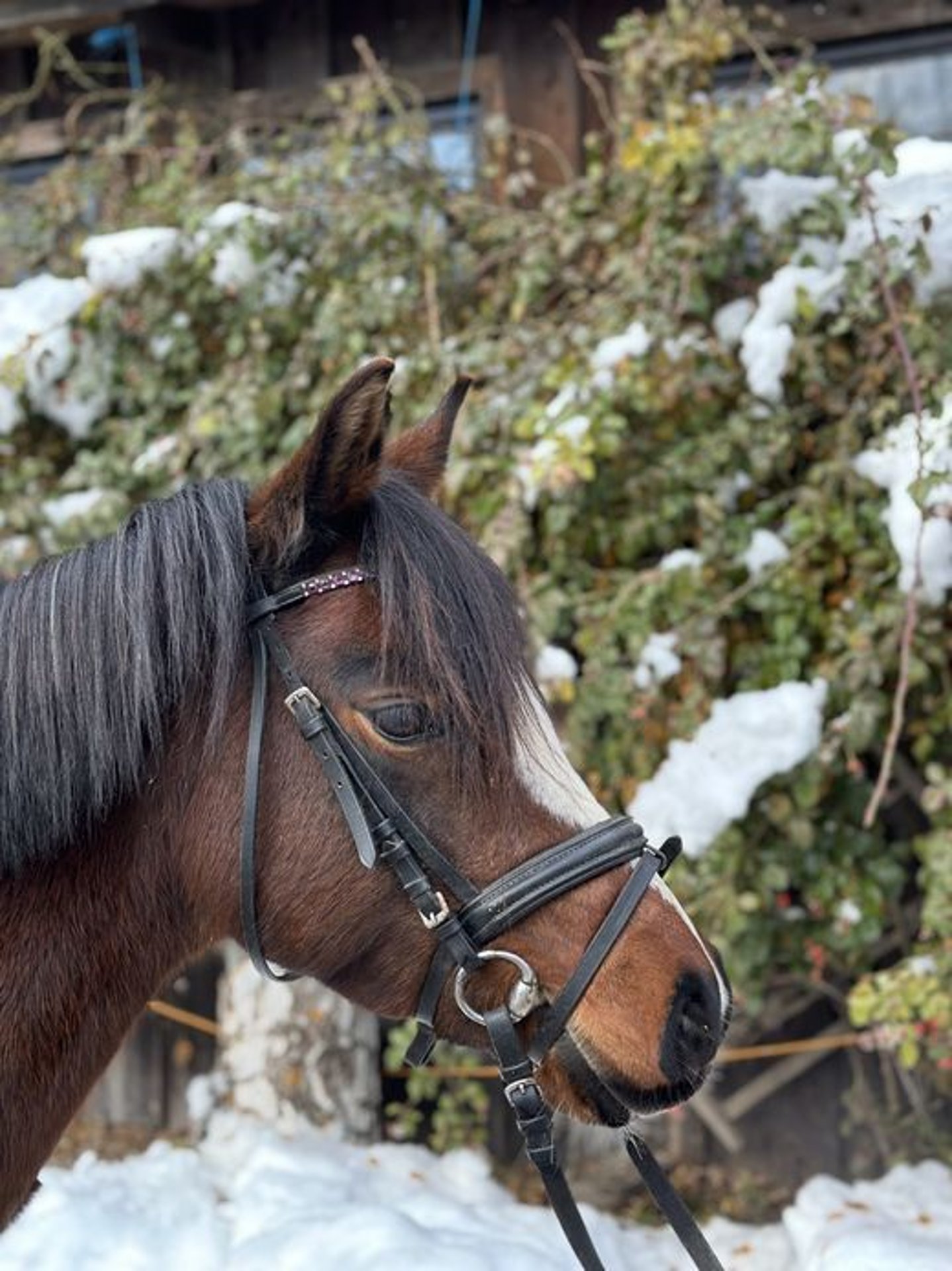 Welsh-B Stute 9 Jahre 132 Cm Brauner In Loiching