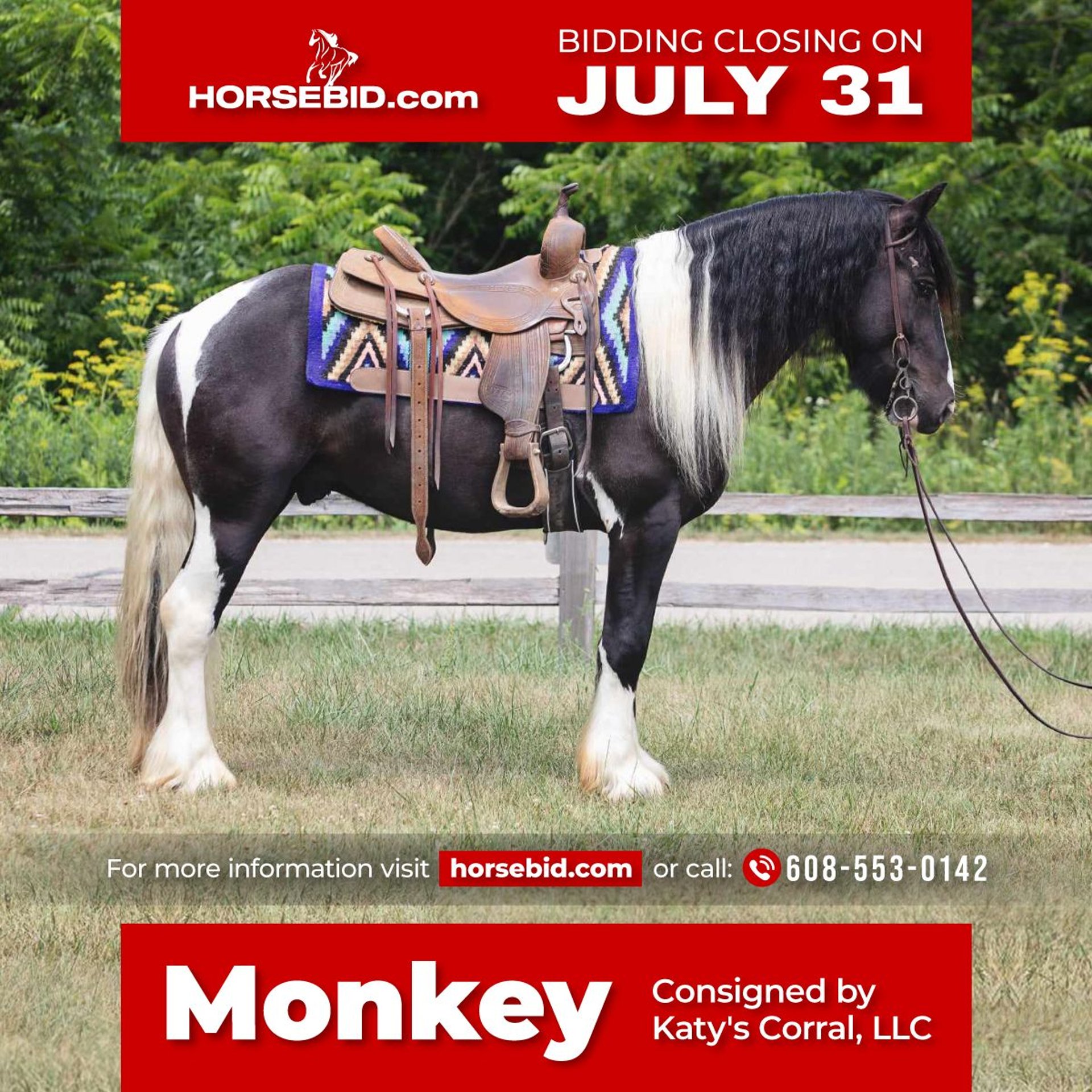 Gypsy Horse Gelding 5 years 14,1 hh in Dodgeville, WI