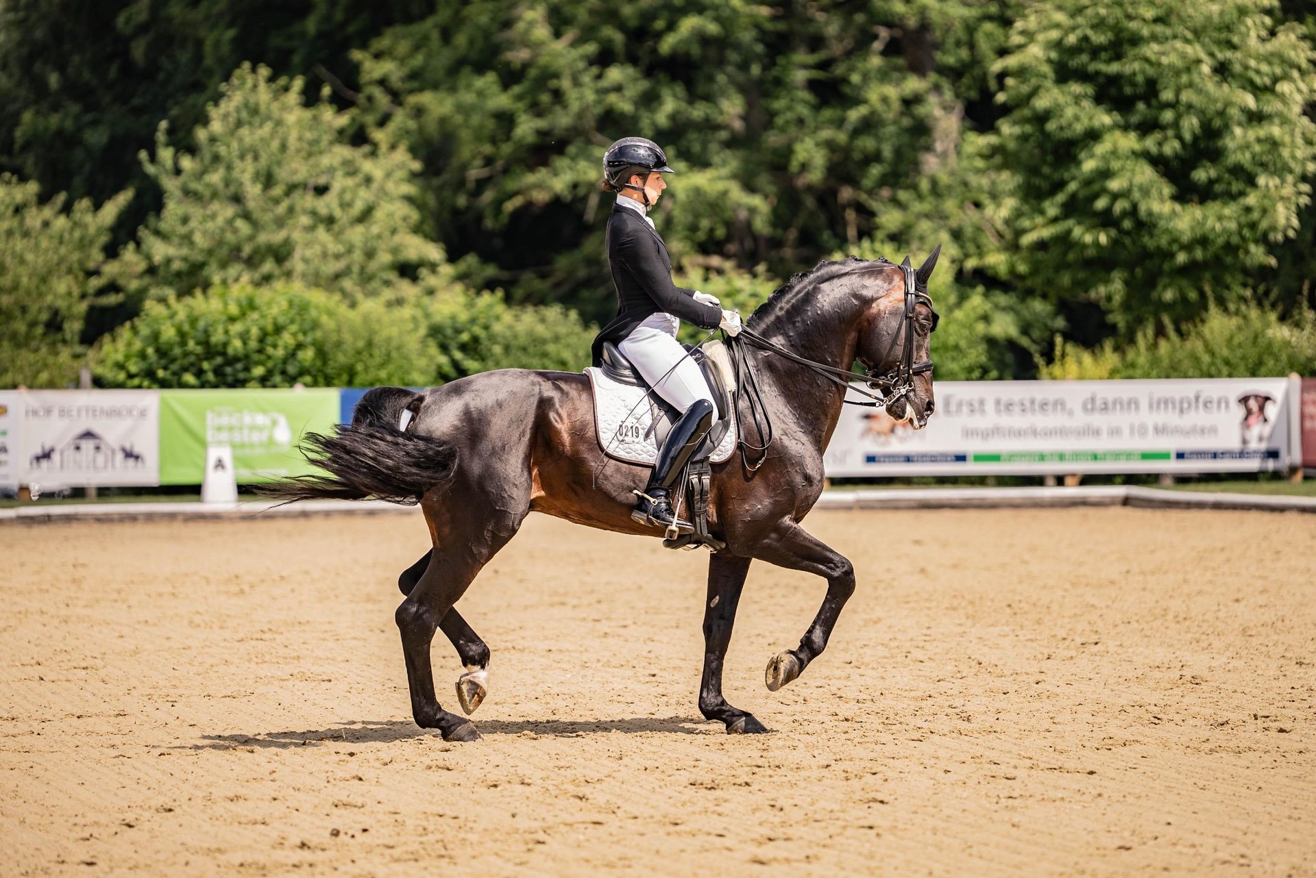 Hanoverian, Stallion, 12 years, 16,2 hh, Smoky-Black F: AMPERE