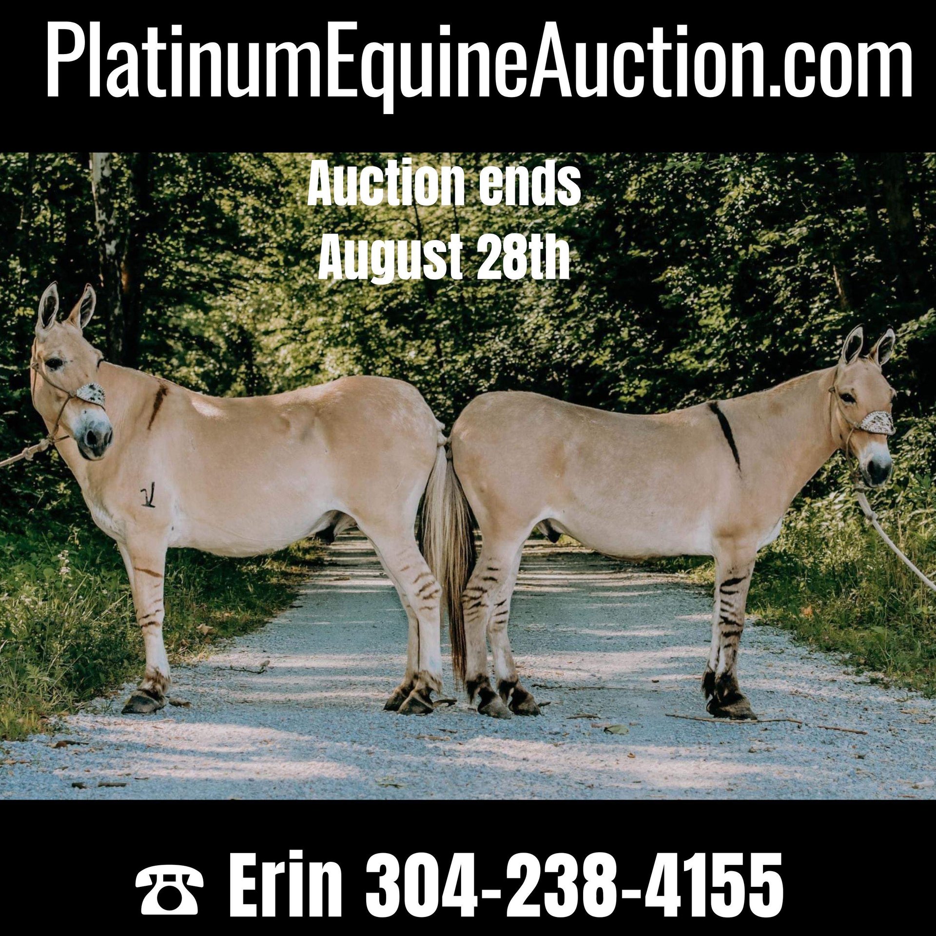 Quarter horse américain Hongre 16 Ans 132 cm Palomino in Flemingsburg kY