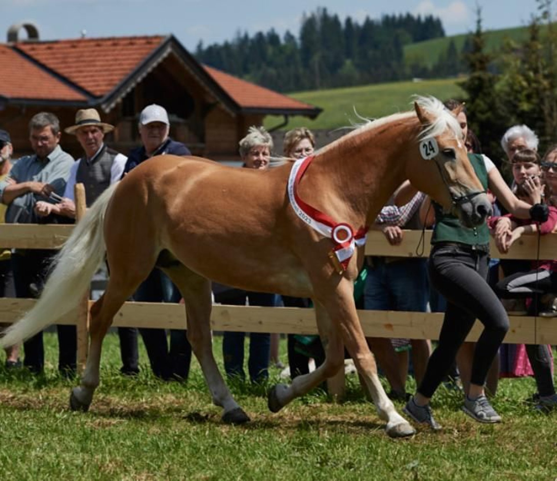 haflinger gzl