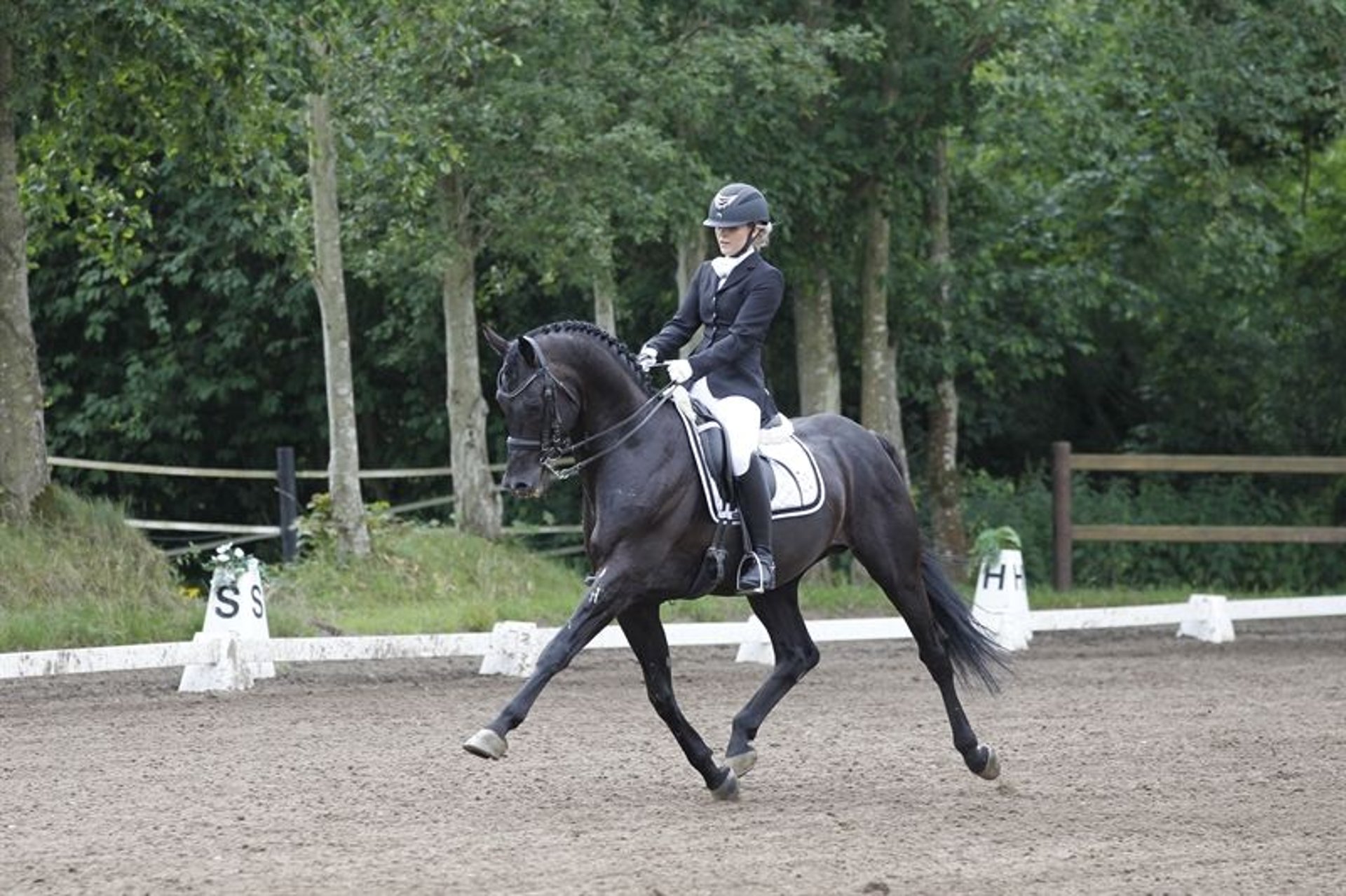 Dänisches Warmblut Hengst 14 Jahre 165 cm Rappe in Øster Hurup