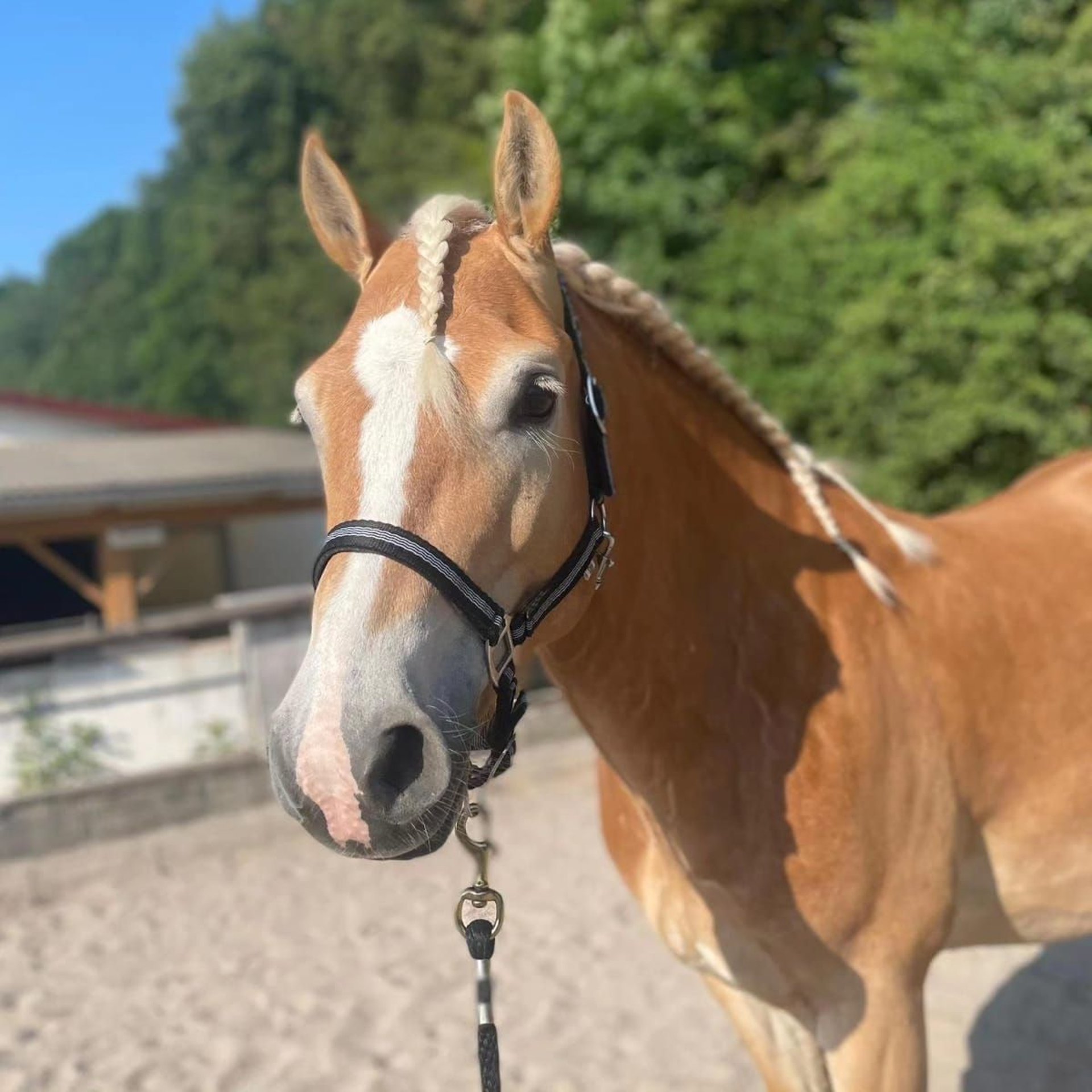 Haflinger Wallach 6 Jahre 147 cm Fuchs in Neuhof an der Zenn